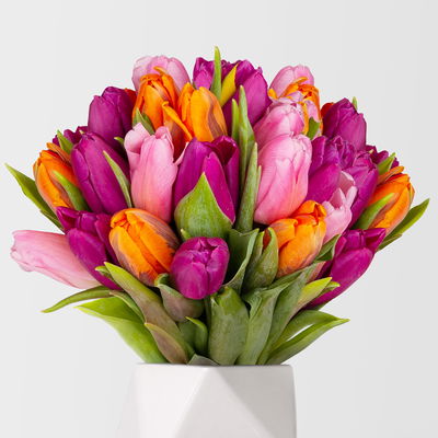 30 Tulpen, lila, pink & orange 30 Tulpen, lila, pink & orange