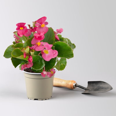 Grabbepflanzung Sommer weiß-rosa, 12 Pflanzen