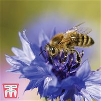 Wildblume Kornblume (Centaurea cyanus) Blue Diadem, ideal auf Wiesen oder in Wildgärten und Rabatten