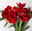 Schnittblumen-Mix aus 5 weihnachtsroten Amaryllis & 5 Seidenkiefer