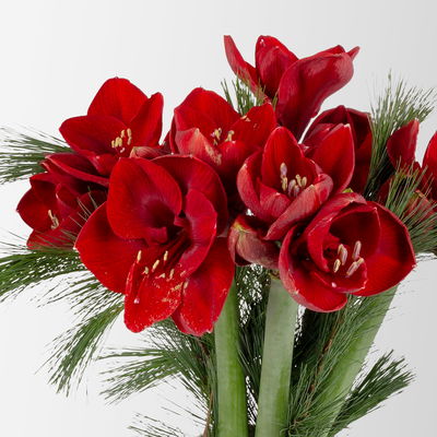 Schnittblumen-Mix aus 5 weihnachtsroten Amaryllis & 5 Seidenkiefer