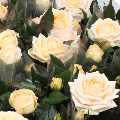 Rose 'Belami Kordana® Grande', creme, Topf-Ø 10,5 cm, 3 Pflanzen