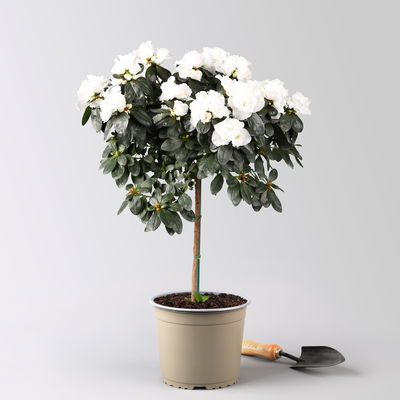 Azalee, Stämmchen, Farbe zufällig, gefüllt, Topf-Ø 19 cm, Höhe ca. 65 cm Azalee, Stämmchen, Farbe zufällig, gefüllt, Topf-Ø 19 cm, Höhe ca. 65 cm