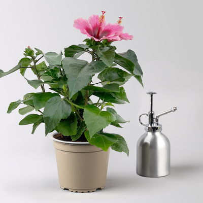 Hibiskus 'Petit Pink®', Topf-Ø 13 cm, Höhe ca. 35 cm, 2 Pflanzen