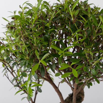 Bonsai 'Lily' Art zufällig, Topf-Ø 18cm, Höhe ca. 35 cm Bonsai 'Lily' Art zufällig, Topf-Ø 18cm, Höhe ca. 35 cm