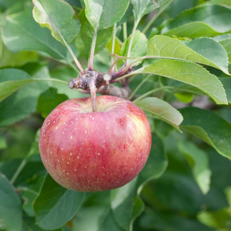 Kölle Bio Apfel 'Topaz'Ⓢ, Unterlage M 26, Höhe 125-150 cm,  Topf 10 Liter