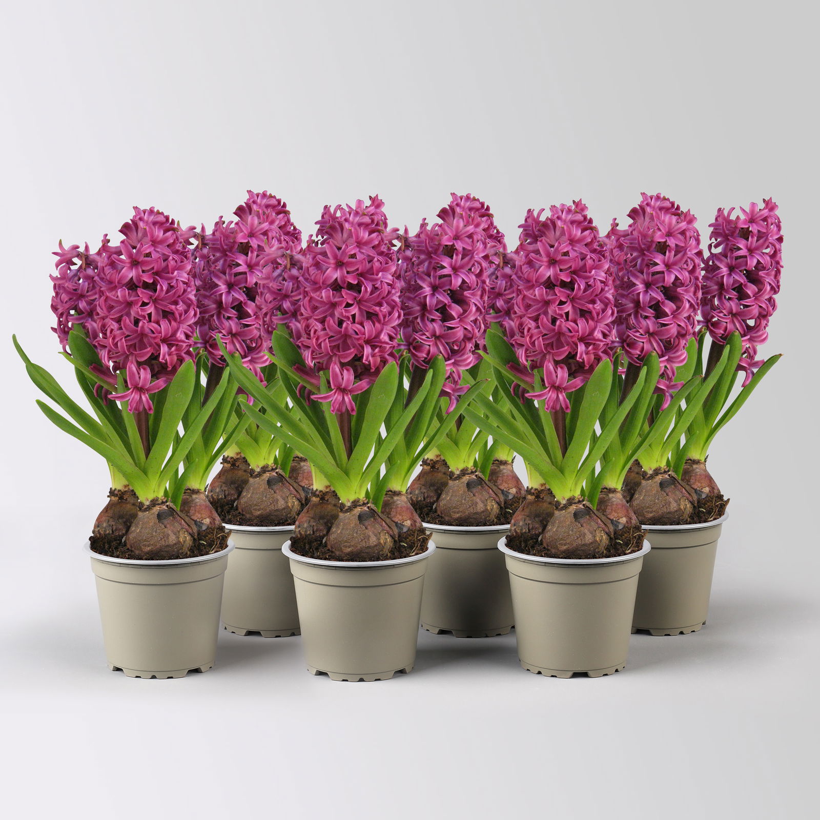 Hyazinthe lila, vorgetrieben, Topf-Ø 12 cm, 6 Pflanzen Hyazinthe lila, vorgetrieben, Topf-Ø 12 cm, 6 Pflanzen