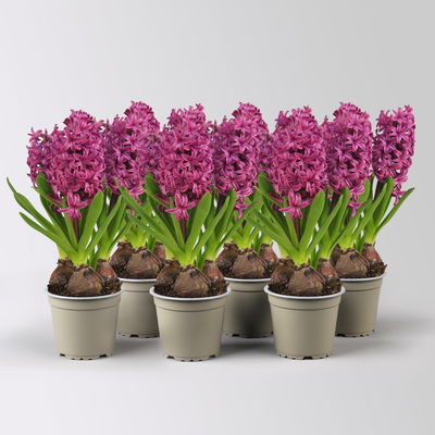 Hyazinthe lila, vorgetrieben, Topf-Ø 12 cm, 6 Pflanzen Hyazinthe lila, vorgetrieben, Topf-Ø 12 cm, 6 Pflanzen