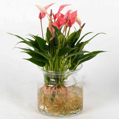 Anthurie 'Water Roots' rosa, Sorte 'Lilli', in Glasvase 12cm Ø, ohne Erde Anthurie 'Water Roots' rosa, Sorte 'Lilli', in Glasvase 12cm Ø, ohne Erde