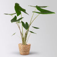 Alocasia 'Zebrina', in Korb Osaka, Topf-Ø 17 cm, Höhe ca. 60 cm