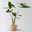 Alocasia 'Zebrina', in Korb Osaka, Topf-Ø 17 cm, Höhe ca. 60 cm Alocasia 'Zebrina', in Korb Osaka, Topf-Ø 17 cm, Höhe ca. 60 cm