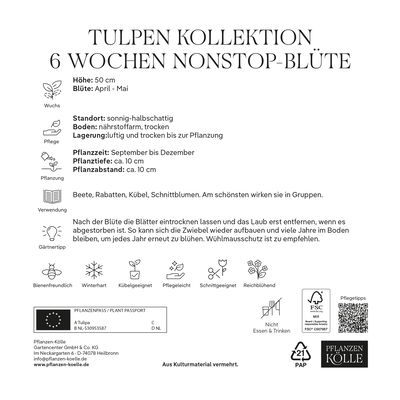 Tulpen 6 Wochen Nonstop-Blüte Kollektion 25 Blumenzwiebeln