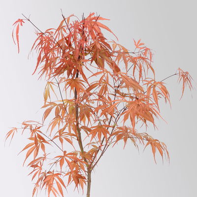 Japanischer Zwergahorn 'Peve Dave', rotlaubig, Höhe ca. 30-40 cm, Topf-Ø 19 cm Japanischer Zwergahorn 'Peve Dave', rotlaubig, Höhe ca. 30-40 cm, Topf-Ø 19 cm