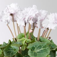 Alpenveilchen'Merengue®' weiß, gefranst, Topf-Ø 10,5 cm, 4 Pflanzen