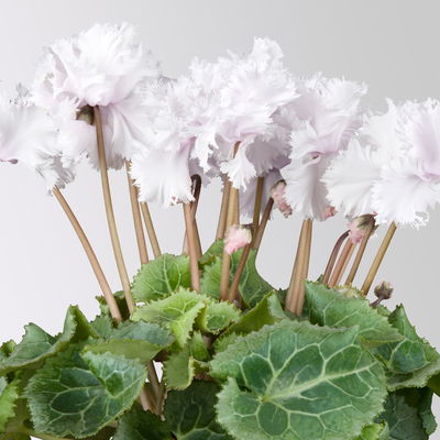 Alpenveilchen'Merengue®' weiß, gefranst, Topf-Ø 10,5 cm, 4 Pflanzen Alpenveilchen'Merengue®' weiß, gefranst, Topf-Ø 10,5 cm, 4 Pflanzen