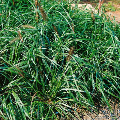 Bio Lampenputzergras 'National Arboretum' braun, Höhe 60-80 cm, 5 Liter Topf Bio Lampenputzergras 'National Arboretum' braun, Höhe 60-80 cm, 5 Liter Topf