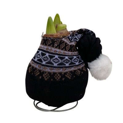 Amaryllis in Wachs XL, Dekor 'Mütze Skandinavien', Farbe zufällig, Blüte rot