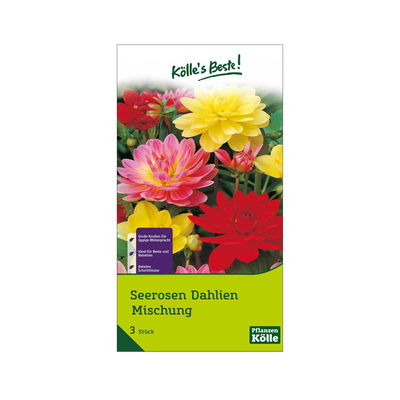 Seerosen-Dahlien Mischung, 3 Blumenknollen Seerosen-Dahlien Mischung, 3 Blumenknollen