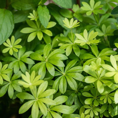 Pflanzenkreation Gartenmagie, groß, 7 Pflanzen inkl. Erde und Dünger Pflanzenkreation Gartenmagie, groß, 7 Pflanzen inkl. Erde und Dünger