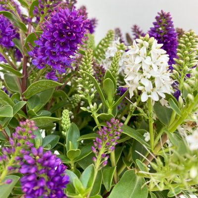 Hebe 'All Blooms® Twin', blau und weiß, Topf-Ø 12 cm, 3 Pflanzen