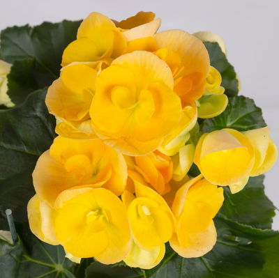 Elatior-Begonie, gelb & orange, Topf-Ø 14 cm, Höhe ca. 20-27 cm, 4 Pflanzen Elatior-Begonie, gelb & orange, Topf-Ø 14 cm, Höhe ca. 20-27 cm, 4 Pflanzen