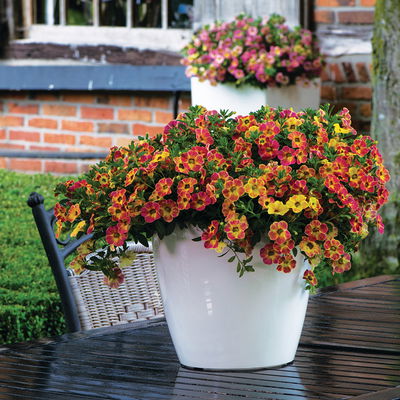 Zauberglöckchen 'Chameleon® Sunshine Berry' rosa-gelb, Topf-Ø 13 cm, 6 Pflanzen Zauberglöckchen 'Chameleon® Sunshine Berry' rosa-gelb, Topf-Ø 13 cm, 6 Pflanzen