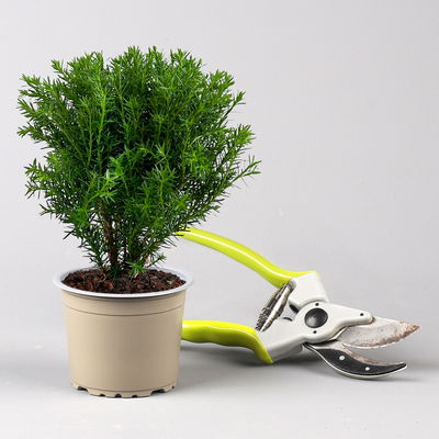 Kuschel-Lebensbaum 'Teddy', Topf-Ø 9 cm, 8 Pflanzen