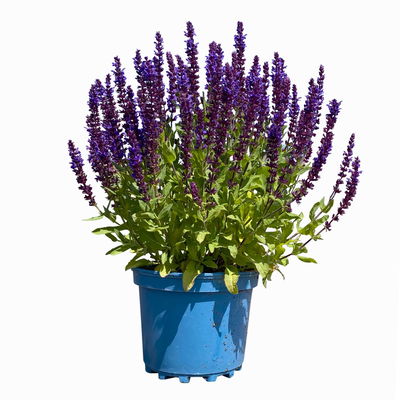 Kölles Beste Garten-Salbei 'New Dimension Blue', 3 Liter Topf