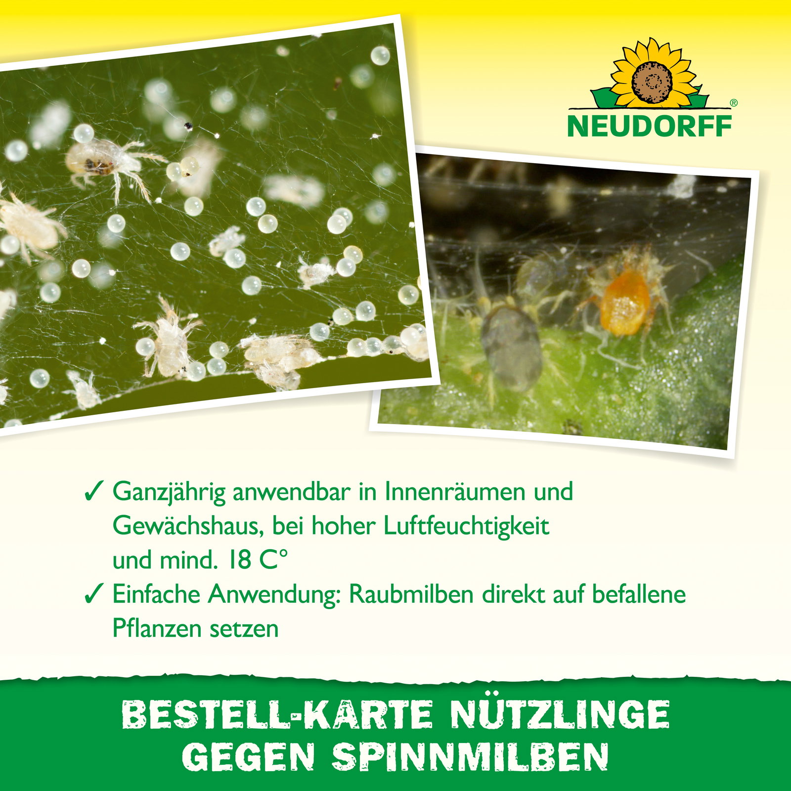 Neudorff Bestell-Set Nützlinge gegen Spinnmilben, für bis zu 10 m² Neudorff Bestell-Set Nützlinge gegen Spinnmilben, für bis zu 10 m²