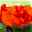 Knollenbegonie, 6er-Set, Begonie tuberhybride, orange, Topf 11/12 cm Ø