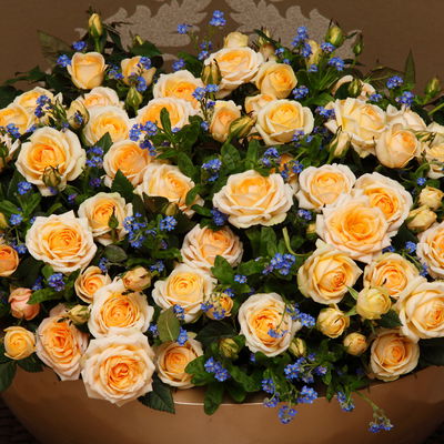 Rose 'Belami Kordana® Grande', creme, Topf-Ø 10,5 cm, 3 Pflanzen