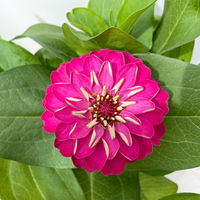 Zinnie, Farbe nach Verfügbarkeit, Topf-Ø 12 cm, 6 Pflanzen