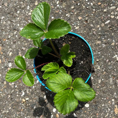 Bio Erdbeere Hummi® 'Rimona', öftertragend, Topf 11x11 cm, 3 Pflanzen