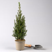 Zuckerhutfichte, Picea glauca 'Perfecta'®, 3er Set, Topf 13 cm Ø