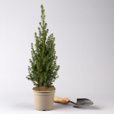 Zuckerhutfichte 'Perfecta'®, Topf-Ø 13 cm, 6 Pflanzen Zuckerhutfichte 'Perfecta'®, Topf-Ø 13 cm, 6 Pflanzen