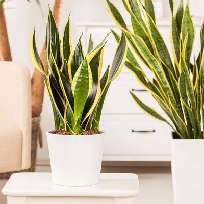 Bogenhanf 'Superba', Topf-Ø 14 cm, Höhe ca. 45 cm, 2 Pflanzen