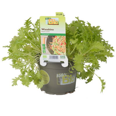 Wasabino, Kölle Bio, 12cm Topf, frisch aus unserer Bio-Gärtnerei