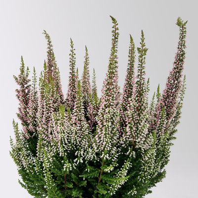Calluna 'First Ladies®', rosa, Topf-Ø 11 cm, 6 Pflanzen