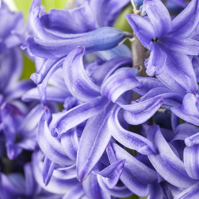 Hyazinthe, weiß, rosa & blau, vorgetrieben, Topf-Ø 14 cm, 3 Pflanzen