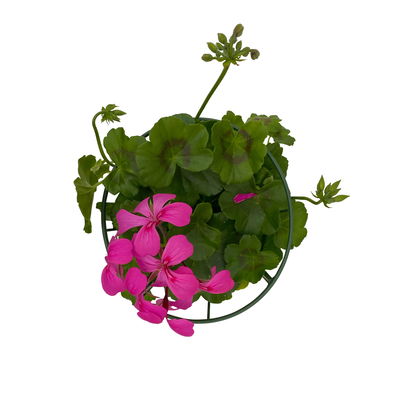 Geranie 'Villetta® Lilac' lila, hängend, Topf-Ø 13cm, 6er-Set