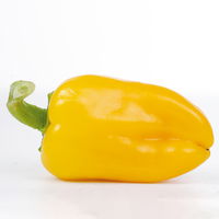 Snack-Paprika 'Midinor Red', 'Snackor Yellow', 'Snackor Orange' inkl. Greenbar®