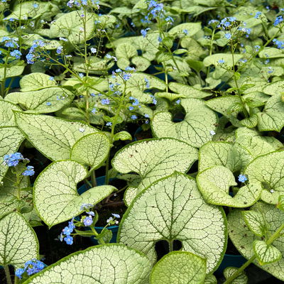 Bio Kaukasus-Vergissmeinnicht 'Silver Heart', blau, Topf-Ø 12 cm, 3 Pflanzen Bio Kaukasus-Vergissmeinnicht 'Silver Heart', blau, Topf-Ø 12 cm, 3 Pflanzen