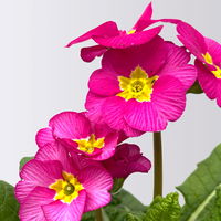 Pflanzenkreation Frühlingskuss, 9 Pflanzen inkl. Erde und Dünger Pflanzenkreation Frühlingskuss, 9 Pflanzen inkl. Erde und Dünger