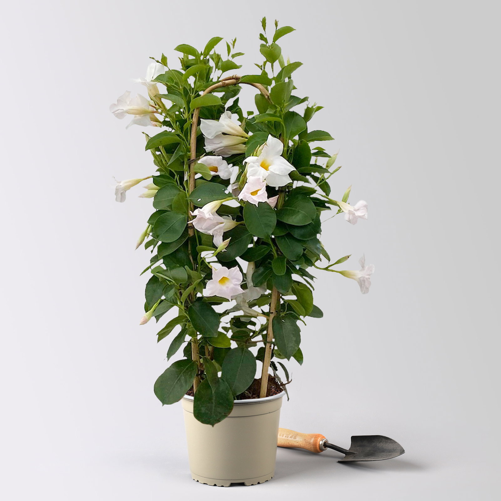 Dipladenie, weiß, Doppelbogen, Topf-Ø 17 cm, 2 Pflanzen