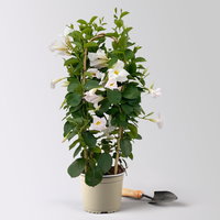 Dipladenie, weiß, Doppelbogen, Topf-Ø 17 cm, 2 Pflanzen