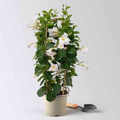 Dipladenie, weiß, Doppelbogen, Topf-Ø 17 cm, 2 Pflanzen