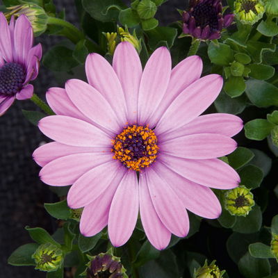 Kapkörbchen rosa, Topf-Ø 12 cm, 6er-Set