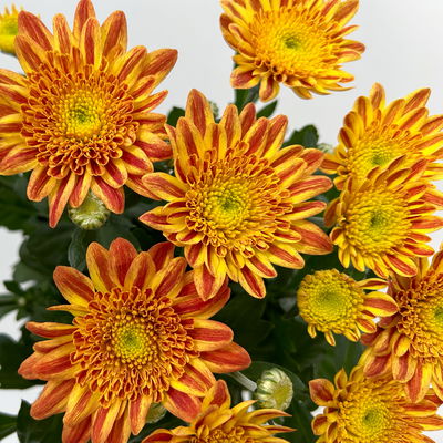 Chrysantheme 'Artistic Pomona', orange-gelb, Topf-Ø 14 cm, 4 Pflanzen Chrysantheme 'Artistic Pomona', orange-gelb, Topf-Ø 14 cm, 4 Pflanzen