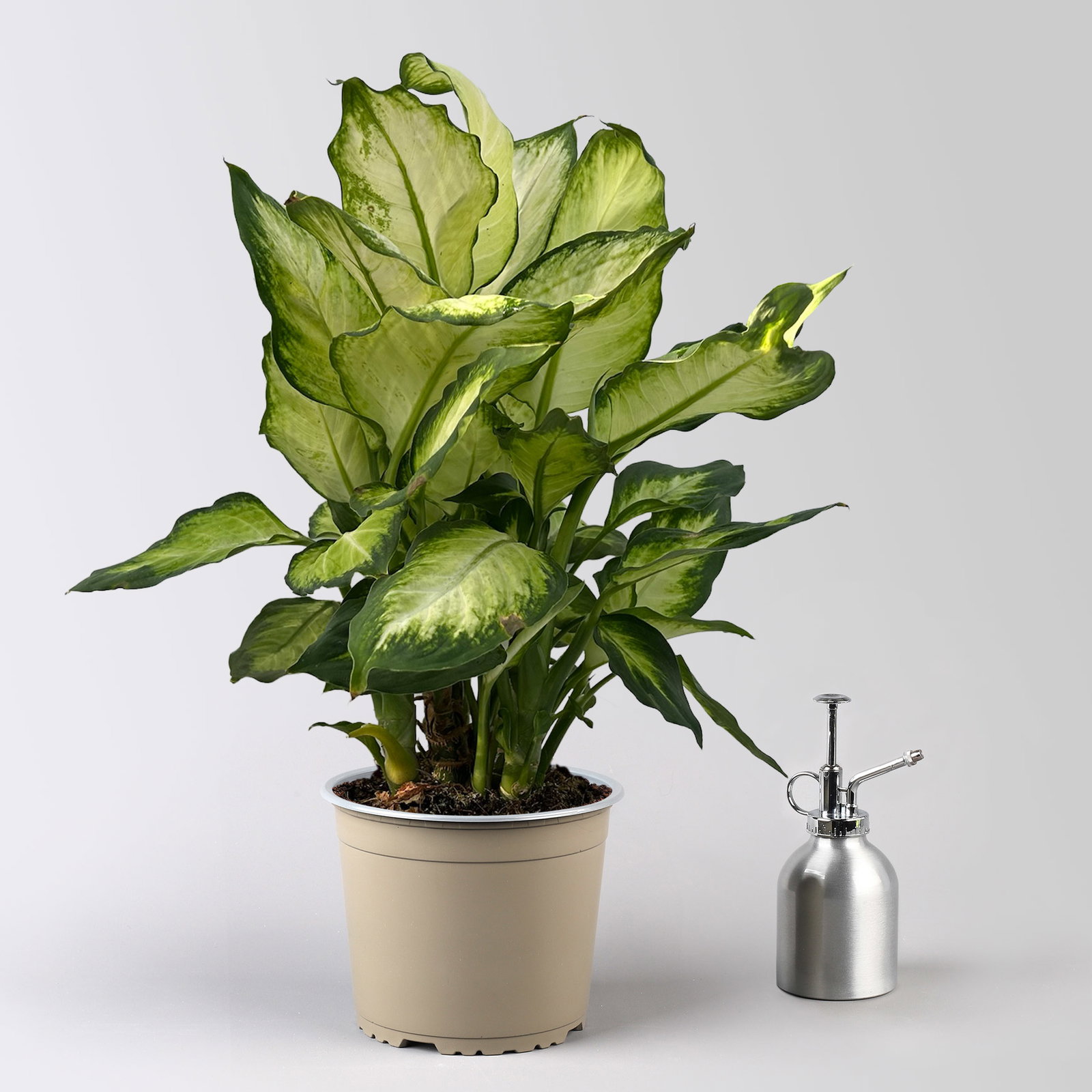 Dieffenbachie 'Camilla', Topf-Ø 17cm, Höhe ca. 50-60 cm, 2 Pflanzen