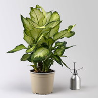 Dieffenbachie 'Camilla', Topf-Ø 17cm, Höhe ca. 50-60 cm, 2 Pflanzen